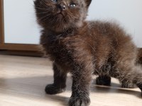 British shorthair bebekler