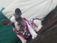 FRENCH BULLDOG