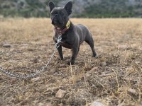 Renk Renk Yetişin French Bulldog Köpekler