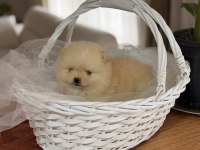 Teddy bear pomeranian boo