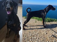 Teslime hazır doberman yavruları