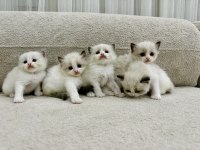 RAGDOLL BEBEKLER