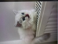 Saf kan british longhair