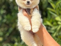 pati ver pomeranian sizler için burada