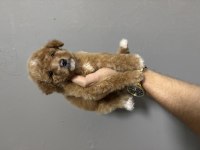 Maltipoo dişi erkek bebeklerimiz