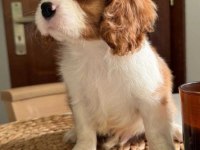 En özel cavalier king charles yavrular
