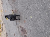 6 aylık siyah pug eğitimli