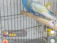 Rainbow muhabbet kuşu