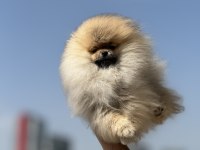 Tea cup pomeranian yavrularımız ziyarete açık