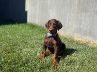 Doberman 2.5 aylık A şecereli