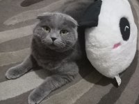 Scottish fold 4 yaşında kedimiz