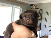 Nefis chocolate ve tri color chihuahua bebekler