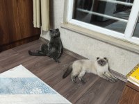 Scottish Fold Blue Point 9 Aylık Dişi