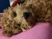 8 aylık maltipoo oğlumuz coco yeni yuva arıyor
