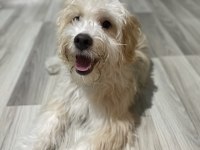 Maltipoo yavrumuz
