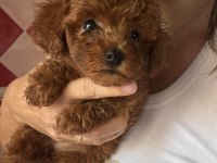 Aşılı Veteriner Kontrollü Toy Poodle Yavrularımız