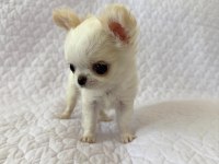 Teacup Xs Elma Kafa Sivava Yavrular