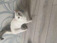 10 Aylık British Shorthair Tamamen Ücretsiz