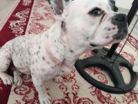 Safkan Dişi French Bulldog