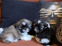 İki erkek safkan shih tzu