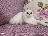 Safkan sağlıklı yavrular scottish fold