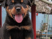 Rottweiler 2 - 2.5 Erkek - Dişi Üst Düzey Yavrular
