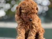 Küçük poodle prensler ve prensesler