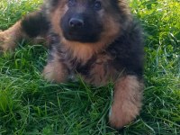 K9 Alman kurdu ırk ve sağlık garantili