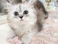 2 prenses 1 prens kedimiz yeni yavalarını arıyor