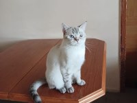 55 günlük yavru british shorthair kediler