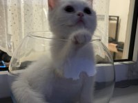British kedi sahiplendirme yavru 2 aylık aşıları tamam