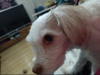 Köpeğimize acil yuva lunoş