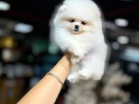 Pomeranian boo yavrumuz