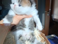 Shorthair İran Persian