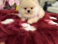 Mini boy ayıcık pomeranian boo