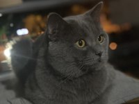 British shorthair kedimiz