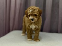 Poodle Ayarında Maltipoo Erkek 