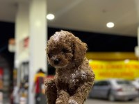 Premium Güzellik Toy Poodle