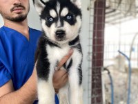 Üst Kalite Husky Yavrular