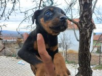 King Doberman Estetikli Ve Estetiksiz