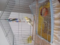 Sultan papağanı erkek