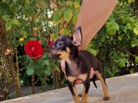 MİNİ BOY CHİHUAHUA