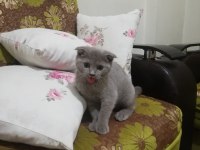 3 aylık erkek scottish