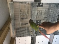 Konur takım dişi ful evcil isteyene gider