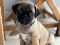 Pug bebekler