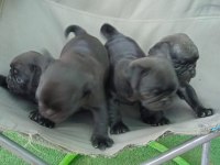 Pug mops yavrular