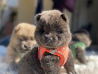 YÜKSEK KALİTE CHOW CHOW YAVRULARI