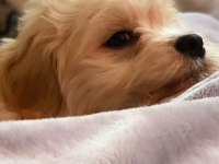 Kendi köpeğimi sahiplendiriyorum maltipoo