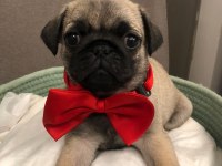 İki dişi ve bir erkek üst kalite pug mops bebekler