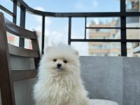 POMERANİAN BOO ERKEK CİNSİYETİ